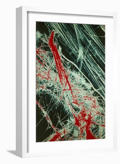 Fibres of Blue Asbestos-Dr. Jeremy Burgess-Framed Photographic Print