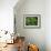 Fichte, Picea Spec., Detail, Triebe, , Kieferngewv¤Chse, Nadelbaum-Thonig-Framed Photographic Print displayed on a wall