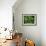 Fichte, Picea Spec., Detail, Triebe, , Kieferngewv¤Chse, Nadelbaum-Thonig-Framed Photographic Print displayed on a wall