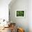 Fichte, Picea Spec., Detail, Triebe, , Kieferngewv¤Chse, Nadelbaum-Thonig-Framed Photographic Print displayed on a wall