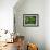 Fichte, Picea Spec., Detail, Triebe, , Kieferngewv¤Chse, Nadelbaum-Thonig-Framed Photographic Print displayed on a wall