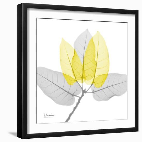 Ficus Burkey Yellow Gray-Albert Koetsier-Framed Photographic Print