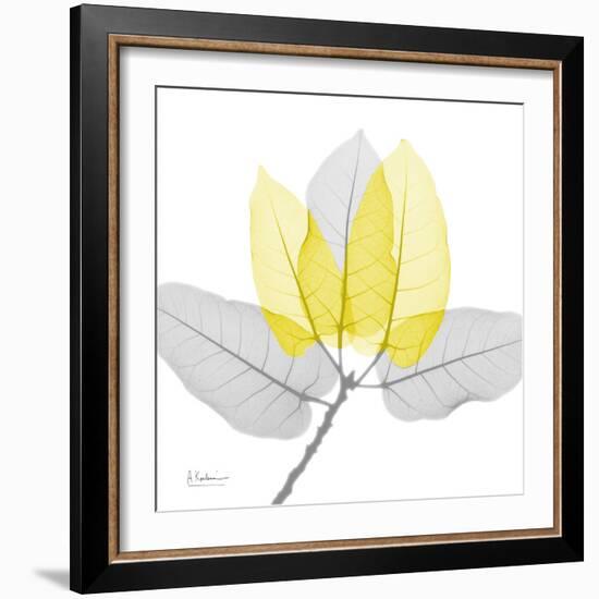 Ficus Burkey Yellow Gray-Albert Koetsier-Framed Photographic Print