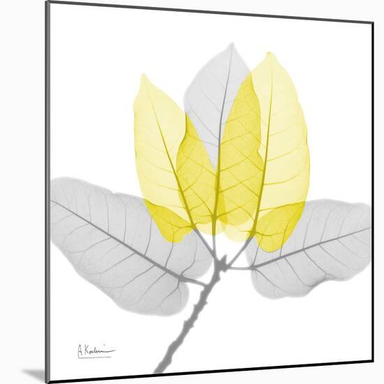 Ficus Burkey Yellow Gray-Albert Koetsier-Mounted Photographic Print