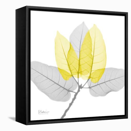 Ficus Burkey Yellow Gray-Albert Koetsier-Framed Premier Image Canvas