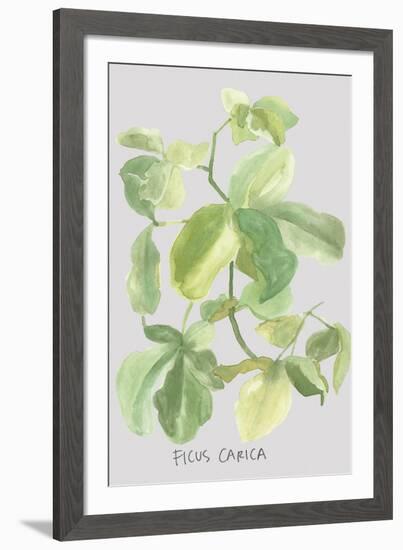 Ficus Carica-Katrien Soeffers-Framed Giclee Print