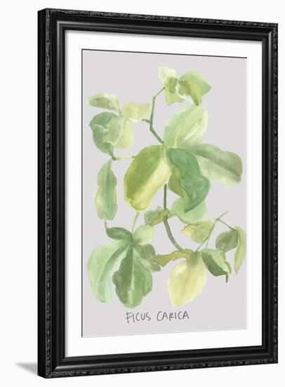 Ficus Carica-Katrien Soeffers-Framed Giclee Print