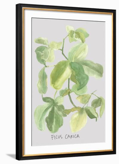 Ficus Carica-Katrien Soeffers-Framed Giclee Print