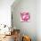 Ficus Elastica Decora Pink-Tania Bello-Giclee Print displayed on a wall