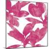 Ficus Elastica Decora Pink-Tania Bello-Mounted Giclee Print