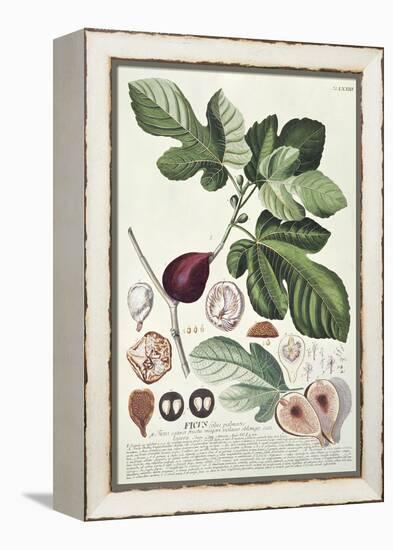 Ficus (Fig) (Coloured Engraving)-Georg Dionysius Ehret-Framed Premier Image Canvas