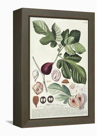 Ficus (Fig) (Coloured Engraving)-Georg Dionysius Ehret-Framed Premier Image Canvas