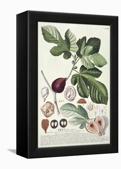 Ficus (Fig) (Coloured Engraving)-Georg Dionysius Ehret-Framed Premier Image Canvas