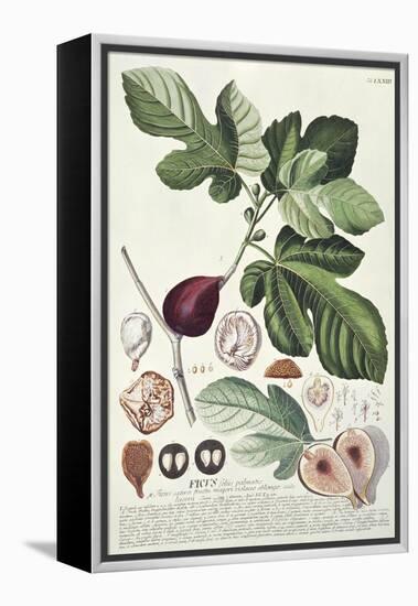 Ficus (Fig) (Coloured Engraving)-Georg Dionysius Ehret-Framed Premier Image Canvas