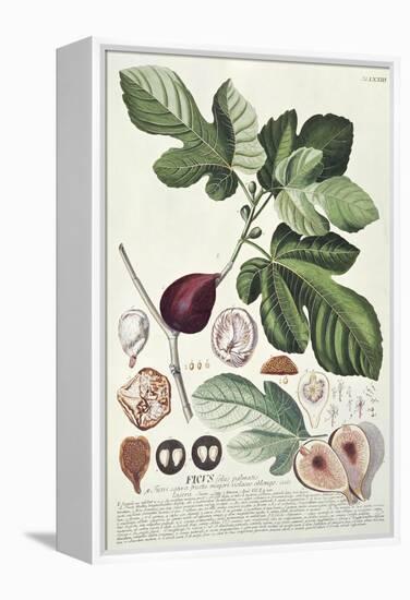 Ficus (Fig) (Coloured Engraving)-Georg Dionysius Ehret-Framed Premier Image Canvas