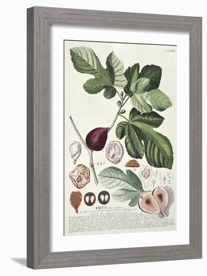 Ficus (Fig) (Coloured Engraving)-Georg Dionysius Ehret-Framed Giclee Print