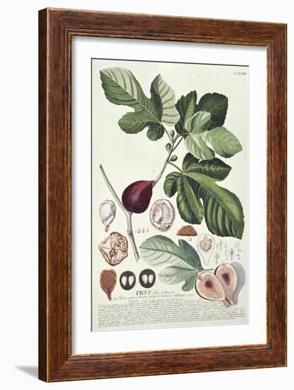 Ficus (Fig) (Coloured Engraving)-Georg Dionysius Ehret-Framed Giclee Print