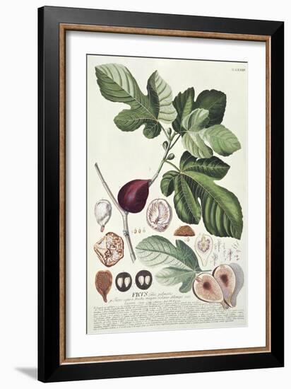 Ficus (Fig) (Coloured Engraving)-Georg Dionysius Ehret-Framed Giclee Print