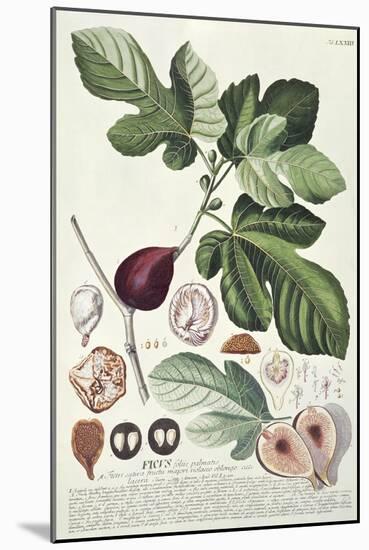 Ficus (Fig) (Coloured Engraving)-Georg Dionysius Ehret-Mounted Giclee Print