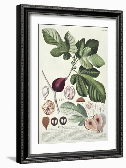 Ficus (Fig) (Coloured Engraving)-Georg Dionysius Ehret-Framed Giclee Print