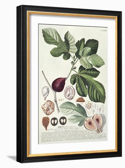 Ficus (Fig) (Coloured Engraving)-Georg Dionysius Ehret-Framed Giclee Print