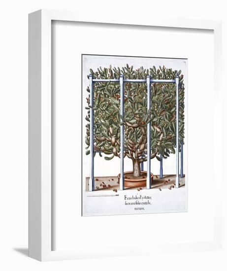 'Ficus indica eytettensis', 1613-Unknown-Framed Giclee Print