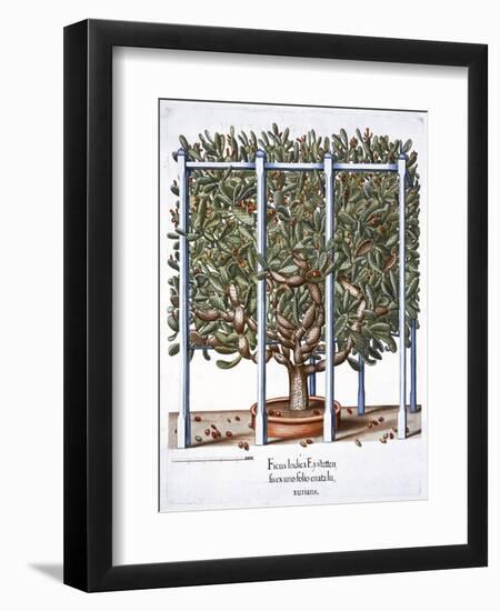 'Ficus indica eytettensis', 1613-Unknown-Framed Giclee Print