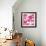 Ficus Lutea Decora Pink-Tania Bello-Framed Giclee Print displayed on a wall