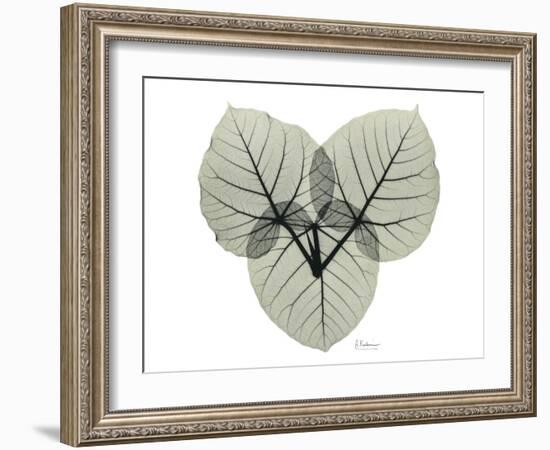 Ficus Peticolaris Portrait-Albert Koetsier-Framed Art Print