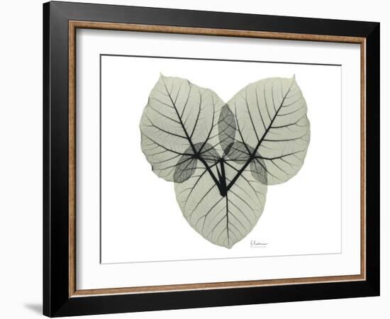 Ficus Peticolaris Portrait-Albert Koetsier-Framed Art Print