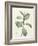 Ficus Rubeginosa-Pierre Joseph Redoute-Framed Giclee Print