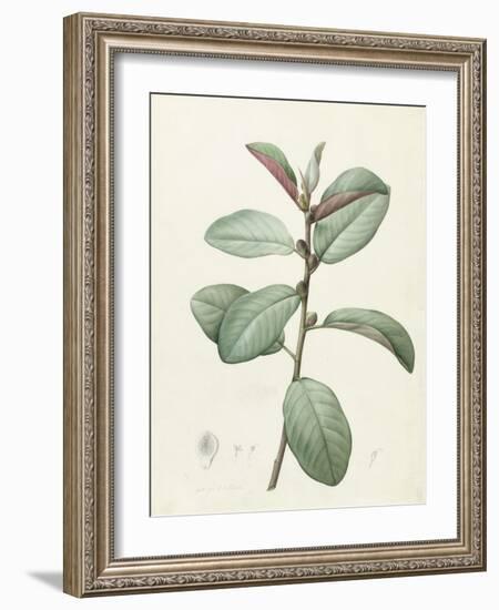 Ficus Rubeginosa-Pierre Joseph Redoute-Framed Giclee Print