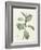 Ficus Rubeginosa-Pierre Joseph Redoute-Framed Giclee Print