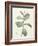 Ficus Rubeginosa-Pierre Joseph Redoute-Framed Giclee Print