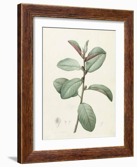 Ficus Rubeginosa-Pierre Joseph Redoute-Framed Giclee Print