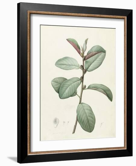 Ficus Rubeginosa-Pierre Joseph Redoute-Framed Giclee Print