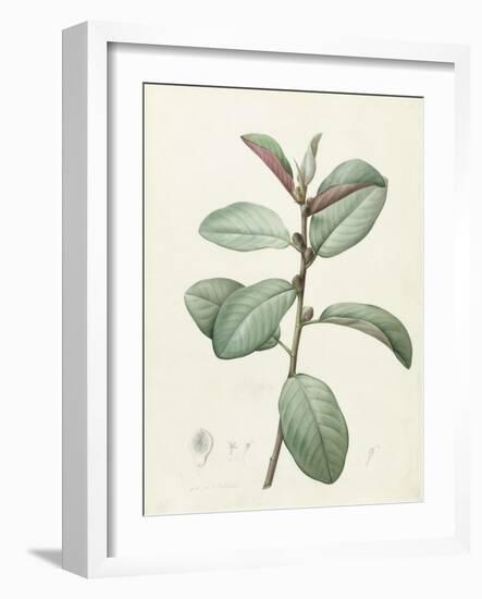 Ficus Rubeginosa-Pierre Joseph Redoute-Framed Giclee Print
