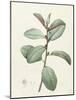 Ficus Rubeginosa-Pierre Joseph Redoute-Mounted Giclee Print