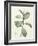 Ficus Rubeginosa-Pierre Joseph Redoute-Framed Giclee Print