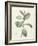 Ficus Rubeginosa-Pierre Joseph Redoute-Framed Giclee Print