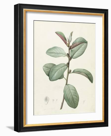 Ficus Rubeginosa-Pierre Joseph Redoute-Framed Giclee Print