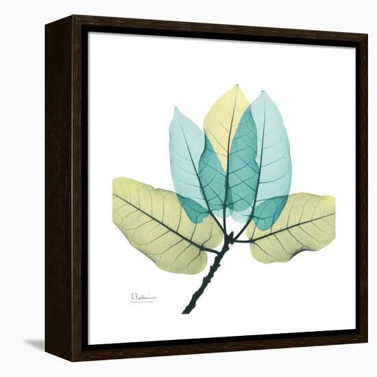 FicusBurkey-Albert Koetsier-Framed Stretched Canvas