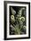 Fiddlehead Fern Flowers-Lea Faucher-Framed Art Print