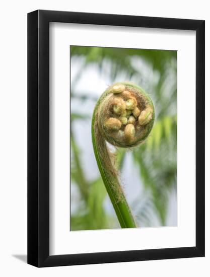 Fiddlehead, Fern, Usa-Lisa S. Engelbrecht-Framed Photographic Print