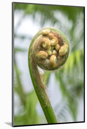 Fiddlehead, Fern, Usa-Lisa S. Engelbrecht-Mounted Photographic Print