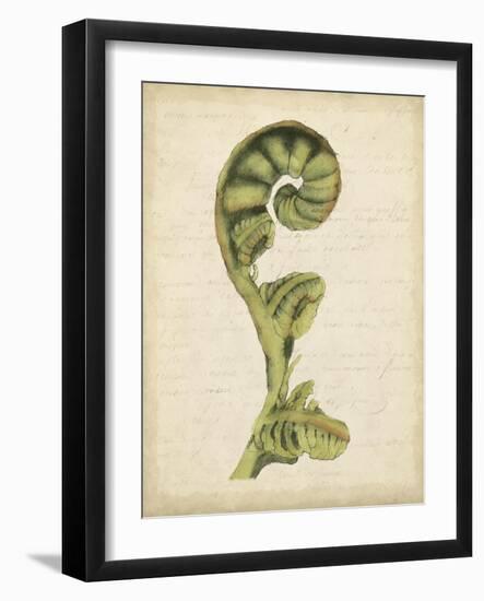 Fiddlehead Ferns I-Jennifer Goldberger-Framed Art Print