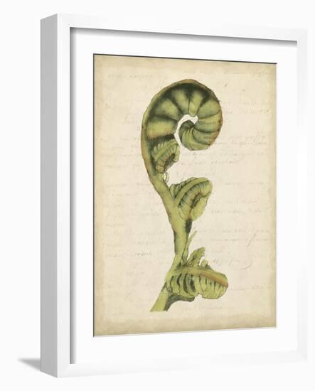 Fiddlehead Ferns I-Jennifer Goldberger-Framed Art Print