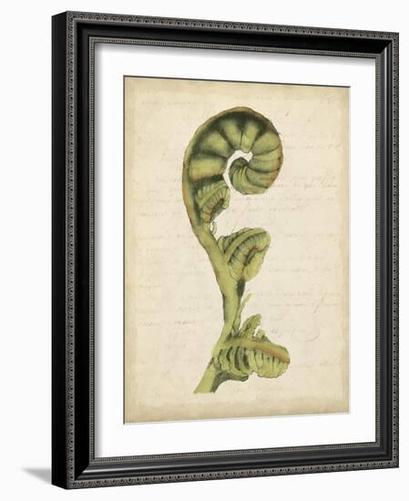 Fiddlehead Ferns I-Jennifer Goldberger-Framed Art Print