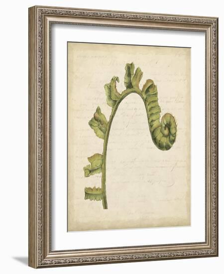 Fiddlehead Ferns III-Jennifer Goldberger-Framed Art Print