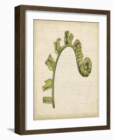 Fiddlehead Ferns III-Jennifer Goldberger-Framed Art Print